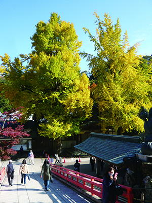 清荒神清澄寺を訪ねて 芸術の秋、鉄斎作品と境内を彩る秋を堪能